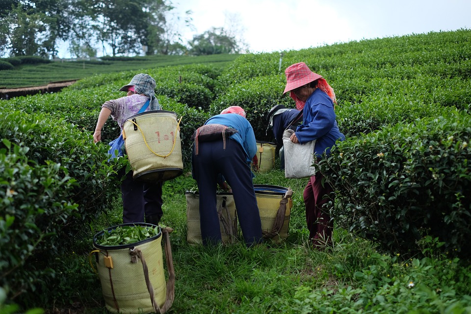 farmworkers